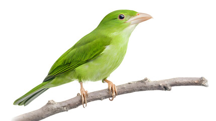 Fototapeta premium Green Broadbill Bird, on Transparent PNG Background, Photo Realistic, Wallpaper, Cover and Screen for Smartphone, PC, Laptop, Transparent PNG