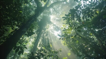 view from below of the forest canopy