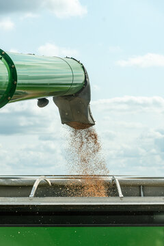 A green auger from a combine harvester extends over a grain cart, unloading ripe spring wheat during harvest in a rural North Dakota field under a clear blue sky.