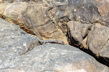 Grey monitor lizard crawls on stones. Wild animals in nature