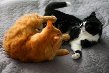 A red cat and a black and white cat are playing on the bed. Selective focus