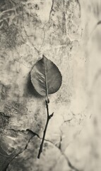 Single Leaf on Branch Against Cracked Wall