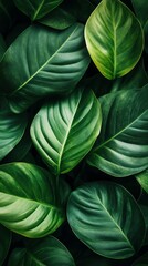 Close-up of vibrant green leaves with intricate patterns. Lush and tropical.