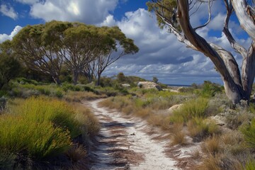 Obraz premium A path through a forest with a cloudy sky in the background. The trees are tall and the path is made of dirt