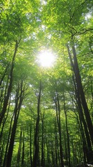 Fototapeta premium Sunlight peeks through a lush green forest canopy, creating a bright and airy atmosphere.