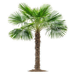 Naklejka premium Asian Palmyra palm standing tall with lush green fronds on a transparent background, Asian Palmyra palm isolated on transparent background