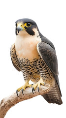 Obraz premium Peregrine Falcon Bird, on Transparent PNG Background, Photo Realistic, Wallpaper, Cover and Screen for Smartphone, PC, Laptop, Transparent PNG