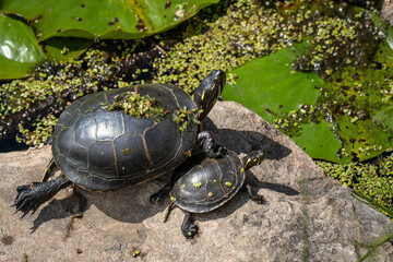 Painted Turtles sunbathing on a rock by a pond on a hot summer day.