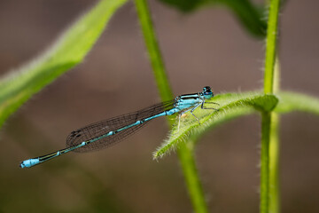 Stream Bluet is an abundant and widespread, dark-colored damselfly of creeks and rivers.