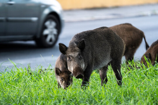Wild boar family foraging near an urban road, posing a potential hazard to traffic. A mother boar and her piglets search for food while cars pass by. conflict between wildlife and city life.