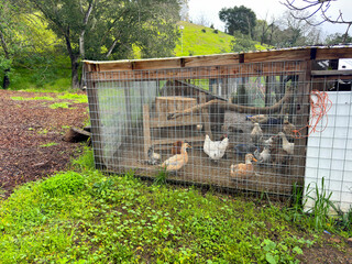 A rustic chicken coop with wire fencing, set in a grassy yard. Chickens roam inside the enclosure surrounded by greenery and hills, offering a peaceful farm setting. © JQSNAPS