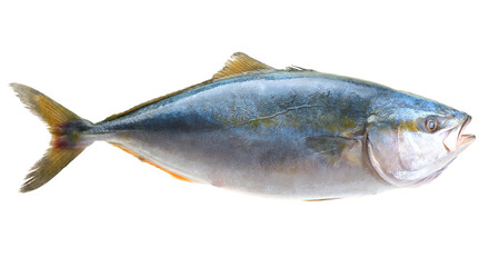  Fish yellowtai on white background (Japanese amberjack)