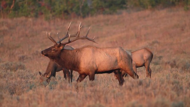 Bull Elk walking through his harem in grassy field in Yellowstone during the rut.