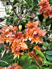 red and yellow flowers