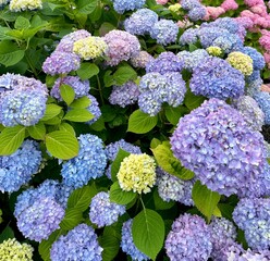 Hydrangeas in Bloom