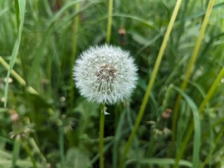 Beauty: Blossoms in the Botanical Garden