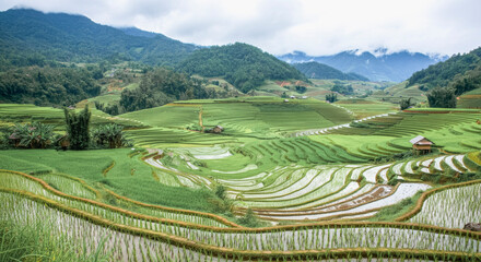 Fototapeta premium Lush green terraced rice fields in misty mountain landscape