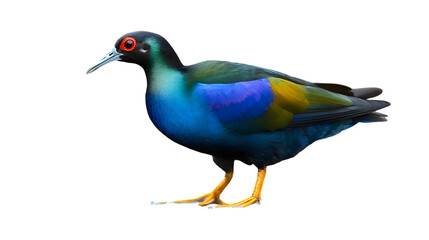 Fototapeta premium Purple Gallinule Bird, on Transparent PNG Background, Photo Realistic, Wallpaper, Cover and Screen for Smartphone, PC, Laptop, Transparent PNG