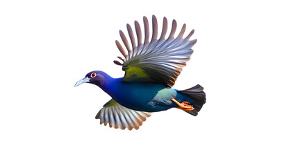 Fototapeta premium Purple Gallinule Bird, on Transparent PNG Background, Photo Realistic, Wallpaper, Cover and Screen for Smartphone, PC, Laptop, Transparent PNG