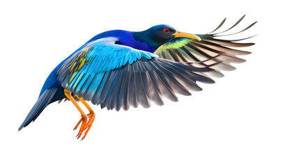 Obraz premium Purple Gallinule Bird, on Transparent PNG Background, Photo Realistic, Wallpaper, Cover and Screen for Smartphone, PC, Laptop, Transparent PNG