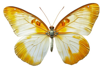 Fototapeta premium Vibrant yellow tropical butterfly isolated on transparent background