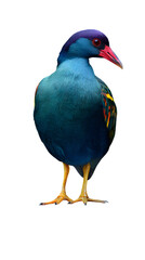 Obraz premium Purple Gallinule Bird, on Transparent PNG Background, Photo Realistic, Wallpaper, Cover and Screen for Smartphone, PC, Laptop, Transparent PNG
