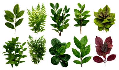 Assortment of green and red leaves isolate on transparent background, png, cutout