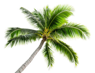 Fototapeta premium Lush palm tree against a clear sky isolated on transparent background