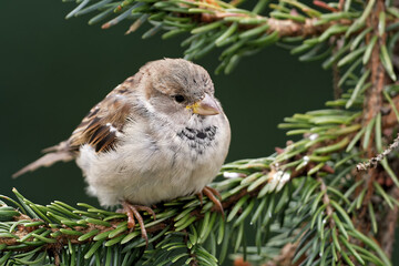 Spatz männlich im Nadelbaum