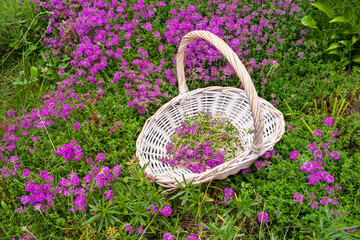 Thyme in basket, harvesting theme concept