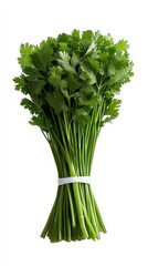 Fresh cilantro bunch, white isolate background