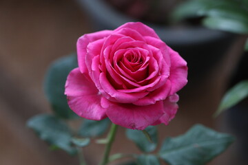 pink rose on green