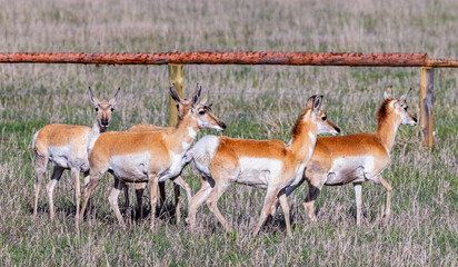Group of Pronghorns in Grand Teton National Park, Wyoming