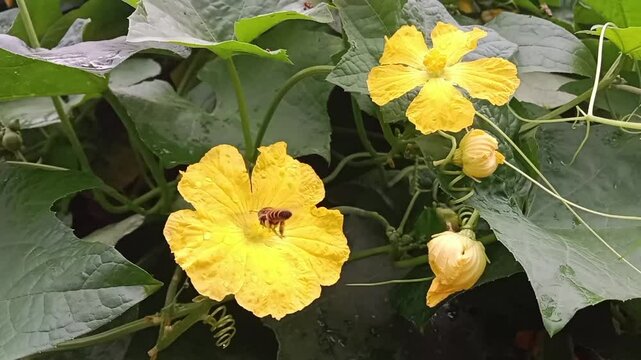 Honey Bee collect nectar and pollen from luffa cylindrica flower.Honey Bee on sponge gourd flower
