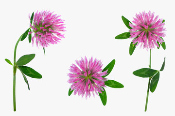 Wild red clover (Trifolium pratense).