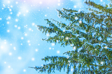  New Years Eve. Coniferous spruce branch. Frozen winter forest with snow covered trees.