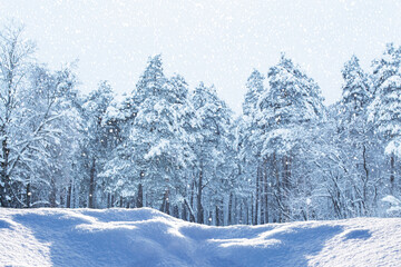 Landscape. Frozen winter forest with snow covered trees.