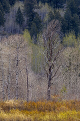 Fototapeta premium Serene Utah Forest Landscape With Bare Aspen Trees