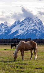Obraz premium Serene Horse Grazing in Wyoming's Grand Teton Landscape