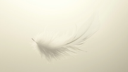 white feather on white background