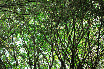 Beautiful wild green forest background