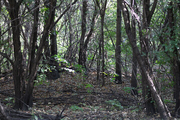 wild forest tree background in early autumn