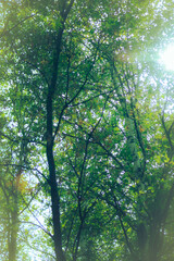 Beautiful green forest in early autumn background blur