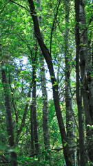 Beautiful green forest in early autumn background