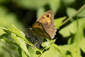 Papillon Myrtil ‘Maniola jurtina’