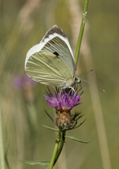 Pieris brassicae sur une fleur sauvage