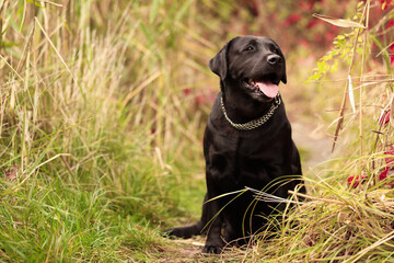 Adorable Labrador Retriever dog sitting among colorful grass outdoors. Space for text