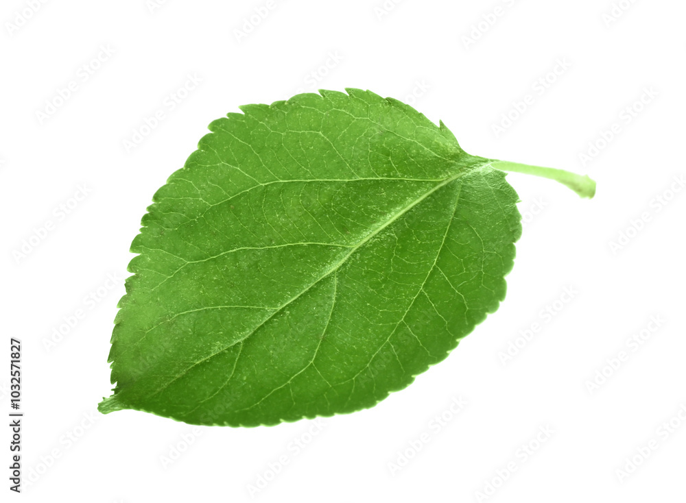 Canvas Prints One fresh apple tree leaf isolated on white