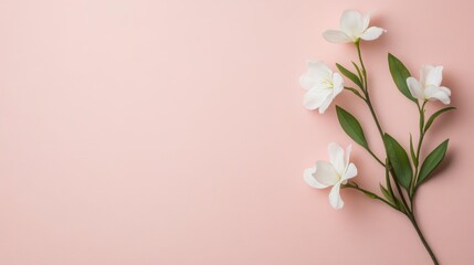 Fototapeta premium Elegant white flowers on a soft pink background, serene and beautiful display