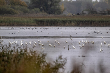 gray and white herons at an autumn transit stop for rest on the lakes of the Moscow region